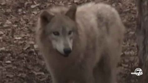 Correction: Judge yet to rule on cattle industry's request to delay wolf reintroduction